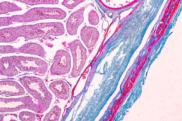 istock Cross section of Testis tissue under the microscope for education. 1076667900
