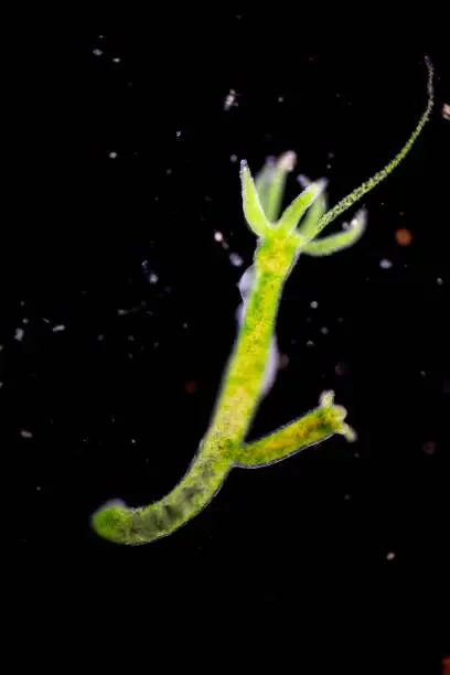 Hydra is a genus of small, fresh-water animals of the phylum Cnidaria and class Hydrozoa under the microscope for education.