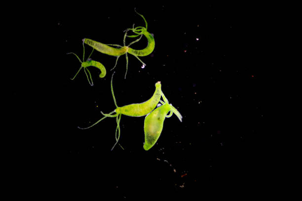Freshwater Hydra Stock Photos, Pictures & Royalty-Free Images - iStock