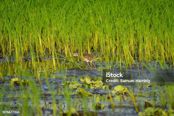 Wood Sandpiper In The Rice Paddy Stock Photo - Download Image Now - Agricultural Field, Animal, Animal Body Part