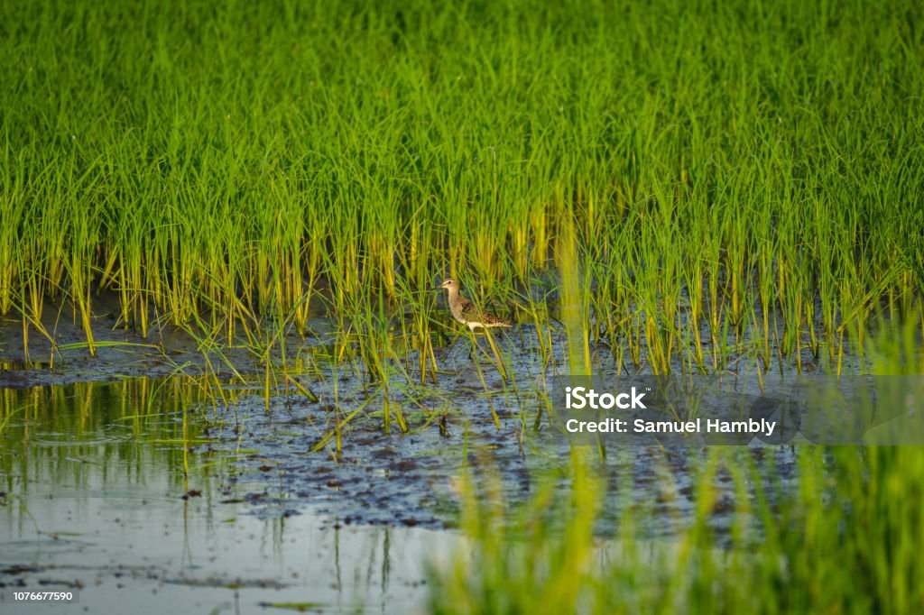 Wood sandpiper in the rice paddy Wood sandpiper is a small wader, it is the smallest of the shanks - which are mid-sized long-legged waders of the Scolopacidae family. They breed in subartic wetlands from the Scottish highlands to europe and asia, migrating to africa and southern asia. Mainly foraging for food by probing shallow waters or wet mud. Agricultural Field Stock Photo