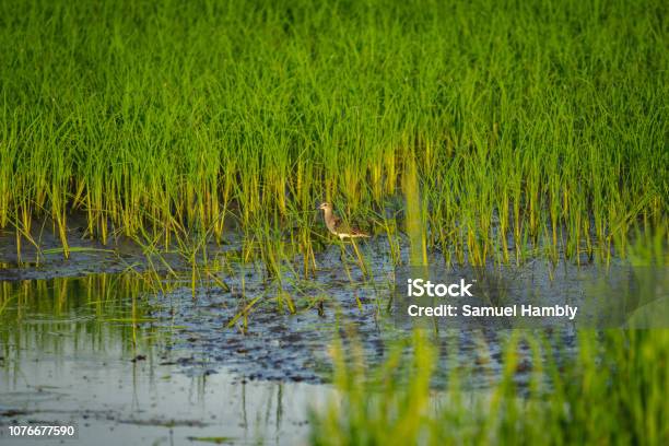 Wood Sandpiper In The Rice Paddy Stock Photo - Download Image Now - Agricultural Field, Animal, Animal Body Part