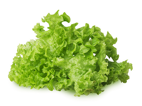Green oak lettuce isolated on white background. Clipping Path. Full depth of field.