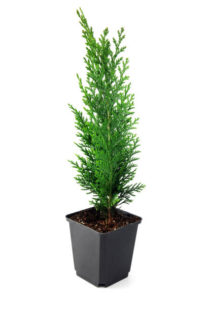 istock thuja seedling flowerpot isolated 1076683212