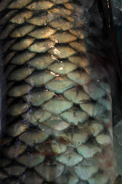 istock Fish. Fishes 1076683260
