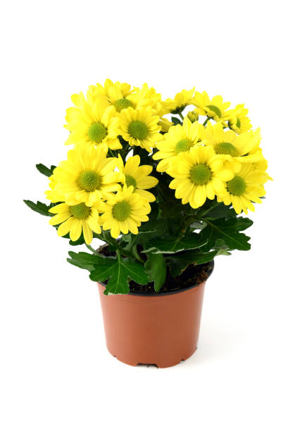 istock chrysanthemum flowers in flowerpot 1076683480