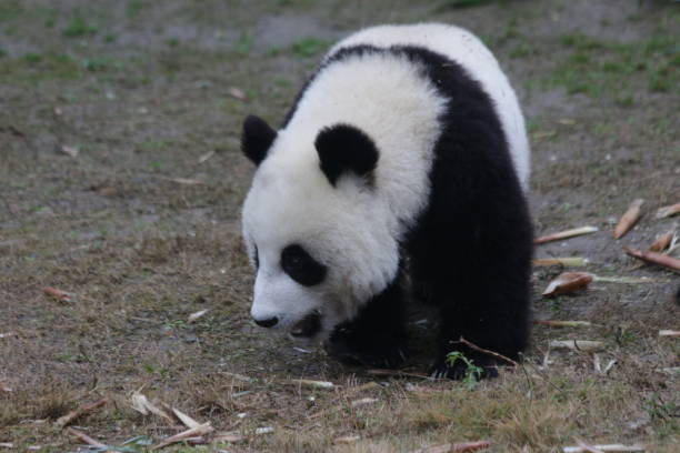 istock Little baby panda in China 1076683786