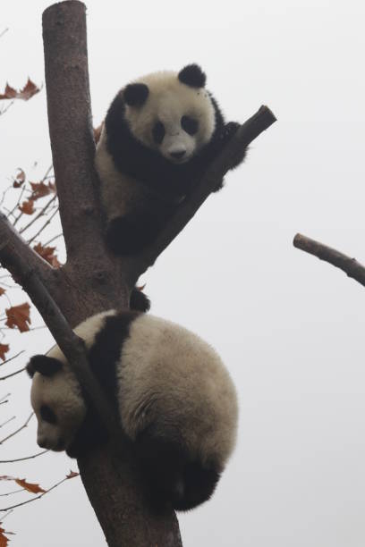 istock 2 Baby Pandas on the Tree 1076684142