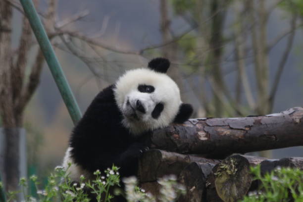 istock Little baby panda in China 1076684186