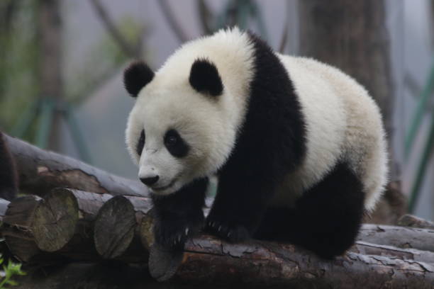 istock Little baby panda in China 1076684240