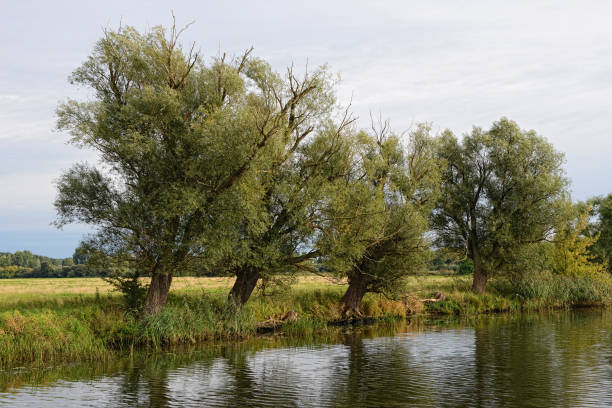 istock Havel river landscape with willow tree and meadows. Havelland in germany. 1076684390