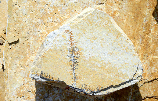 Manganese dendrites in limestone rock. mineral