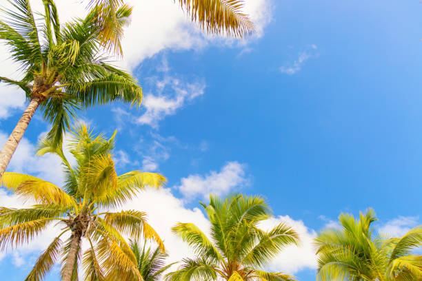 istock Palm trees at blue sunny sky background. Free space for your text 1076684702
