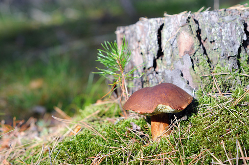 bay bolete mushroom in forest. (Imleria badia).