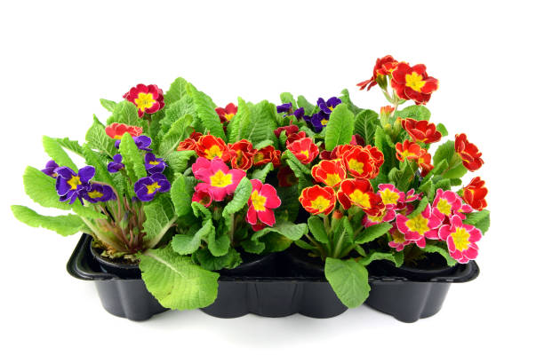 istock blue red primula flowers in tray box 1076684980