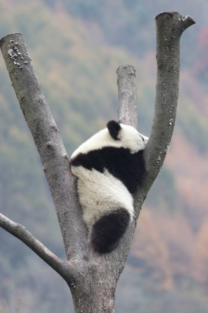istock Little Panda Cub on the Tree 1076685296