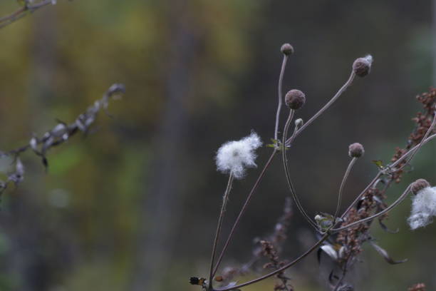 istock Cotton meadow in Autumn 1076685938