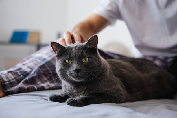 istock Man in bed with his adorable cat 1076688880