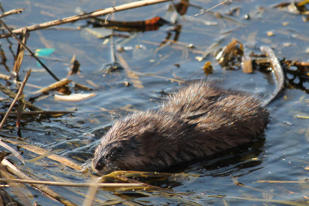 istock Muskrat (Ondatra zibethicus) in water 1076690132