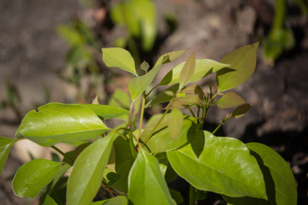 istock Young Leaf of Cinnamomum camphora tree 1076695538