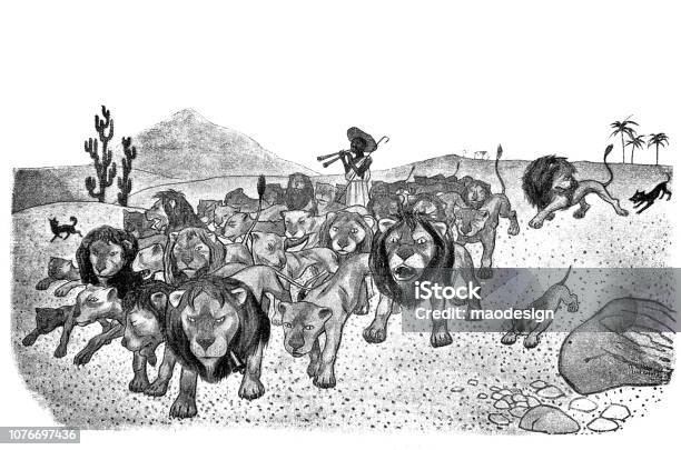 Herd Of Trained Lions Listens To The Orders Of The Shepherd 1896 Stock Illustration - Download Image Now