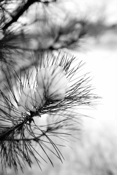 istock pine branch covered with snow, close-up, selective focus 1076699408