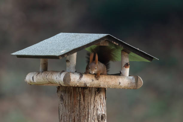 istock Red squirrel sitting in a bird house 1076705284
