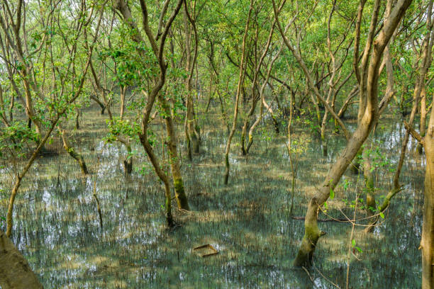 istock Green mangrove forest at the seascape 1076705560