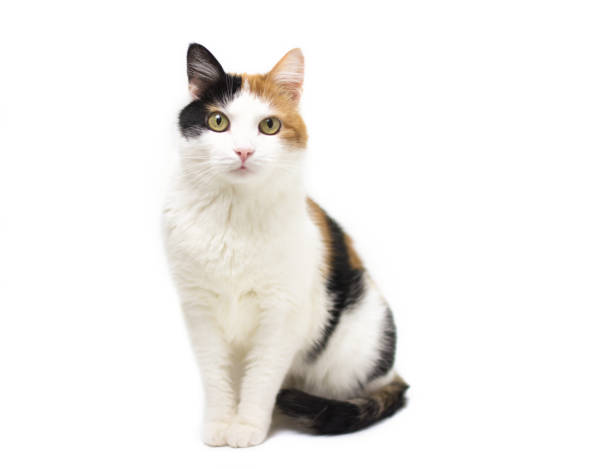 istock Turtle three color young cat on white backround 1076707648