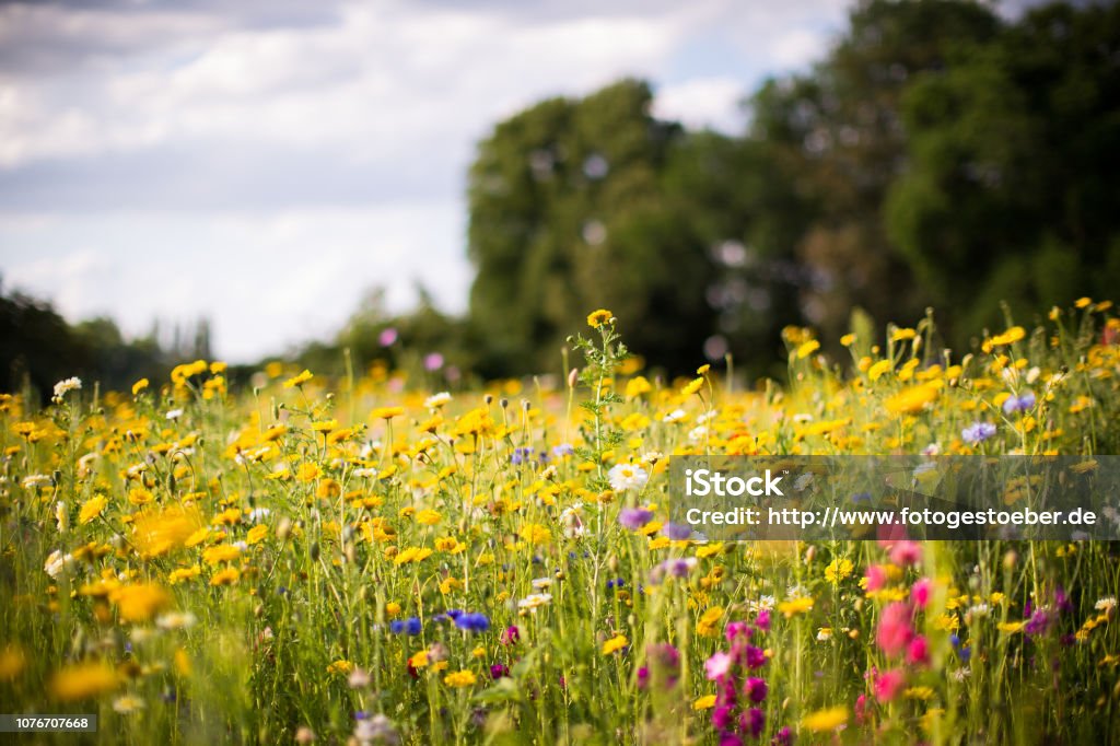 Wiese von wilden Blumen - Lizenzfrei Blume Stock-Foto