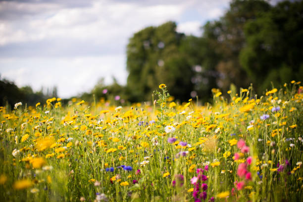 meadow of wild flowers meadow of wild flowers field flower stock pictures, royalty-free photos & images