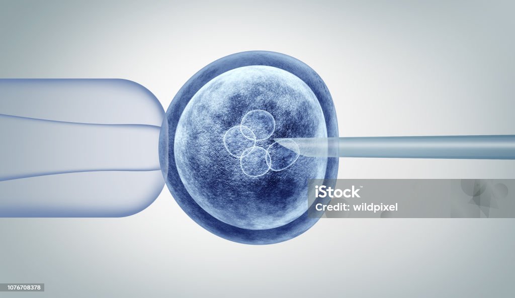 Genetic Editing Genetic editing and gene research in vitro CRISPR genome engineering medical biotechnology health care concept with a fertilized human egg embryo and a group of dividing cells as a 3D illustration. In Vitro Fertilization Stock Photo