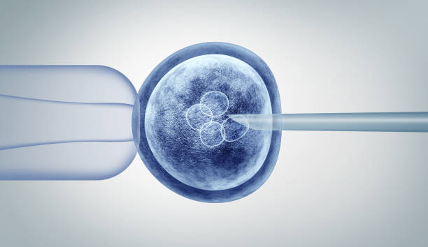 Genetic Editing Genetic editing and gene research in vitro CRISPR genome engineering medical biotechnology health care concept with a fertilized human egg embryo and a group of dividing cells as a 3D illustration. gene therapy stock pictures, royalty-free photos & images