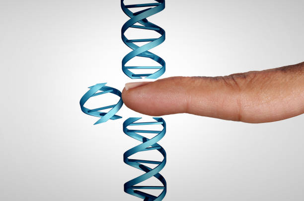 Editing Genes Editing genes and gene manipulation as a CRISPR genome engineering medical biotechnology health care concept with a DNA strand with 3D illustration elements. crispr photos stock pictures, royalty-free photos & images