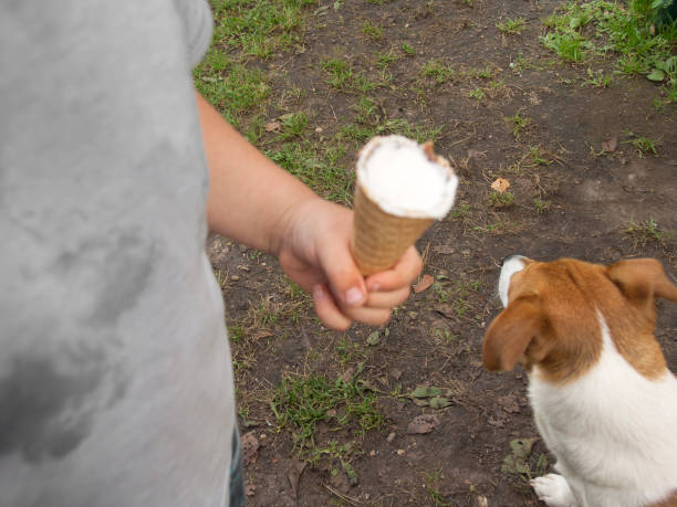 istock dog and child with ice cream 1076710206