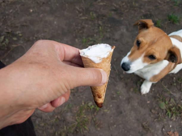 istock teasing a dog with ice cream 1076710418