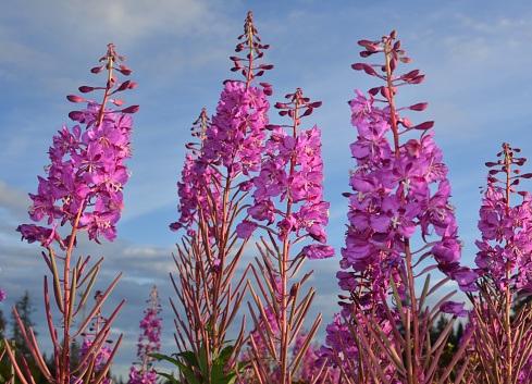 Fireweed flower, an Alaskan symbol of the summer. Picture taken at the Kenai Peninsula in the beginning of August.