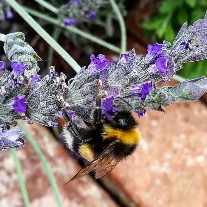 La abeja en la flor photo