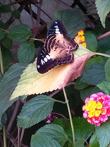 La mariposa photo