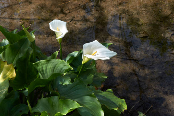 istock Zantedeschia aethiopica 1076720230