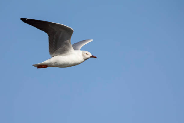 istock Grey headed gull flying against a grey sky in the morning sun 1076721870