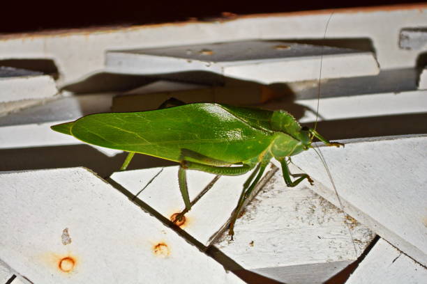 Beautiful green cricket, photographed at my residence in Joinville, Santa Catarina, Brazil on 08/19/2018. Cricket is an insect related to grasshoppers. They have a slightly flat body and long antennae. There are more than 900 species of crickets. They tend to be nocturnal and are harmless to humans.