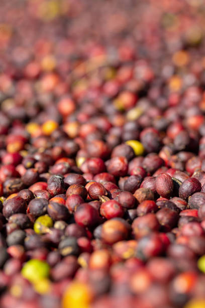 istock Fresh Arabica Red Coffee beans berries and Drying Process. 1076727984