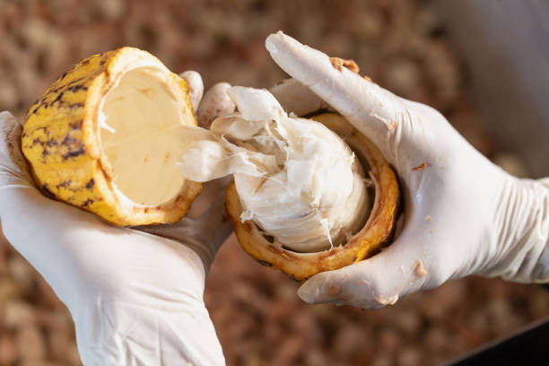 istock man holding a ripe cocoa fruit with beans inside. 1076727990