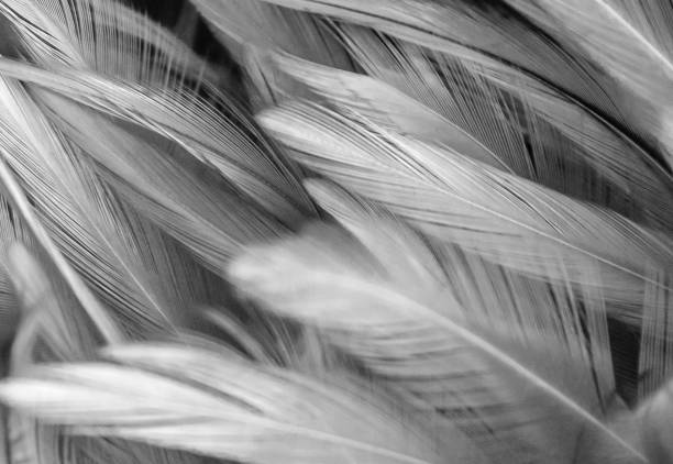 istock Abstract chickens feather texture for background, soft focus black and white style. for art work design. 1076729716