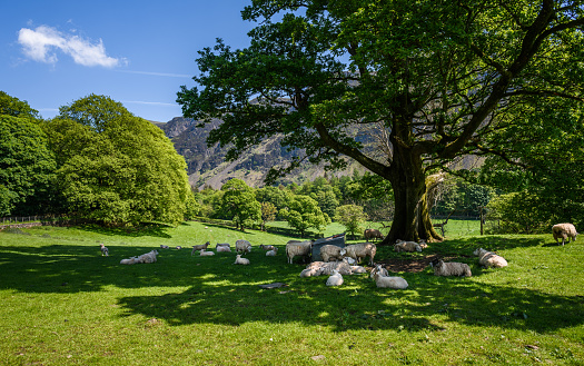 Sheep resting under the shade of a tree  with hills at Wasdale, Cumbria, The Lake District, England, Uk.