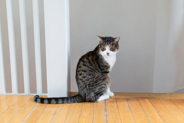 istock Cute tabby cat sitting in a house 1076732364