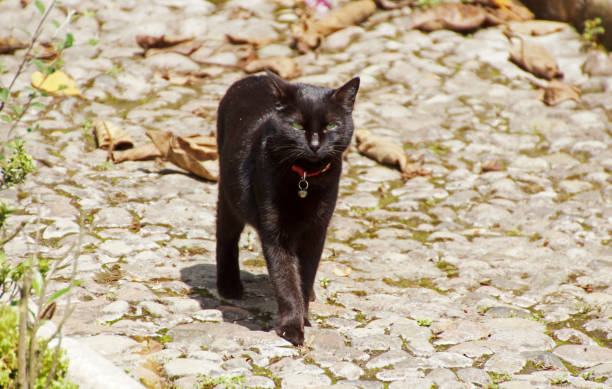 istock a black cat walking in the sun 1076732562