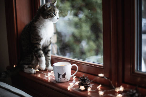 animal themes, Christmas decoration, window, domestic cat