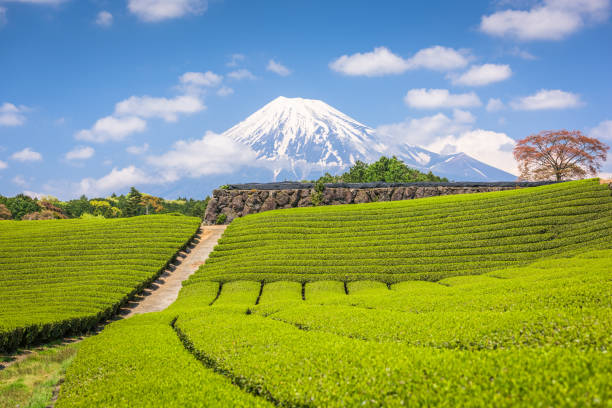 istock Fuji, Japan at Mt. Fuji and tea fields. 1076734870